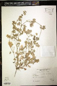 Bowlesia incana image