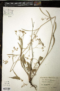 Bupleurum falcatum image