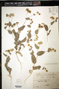 Bupleurum lancifolium image