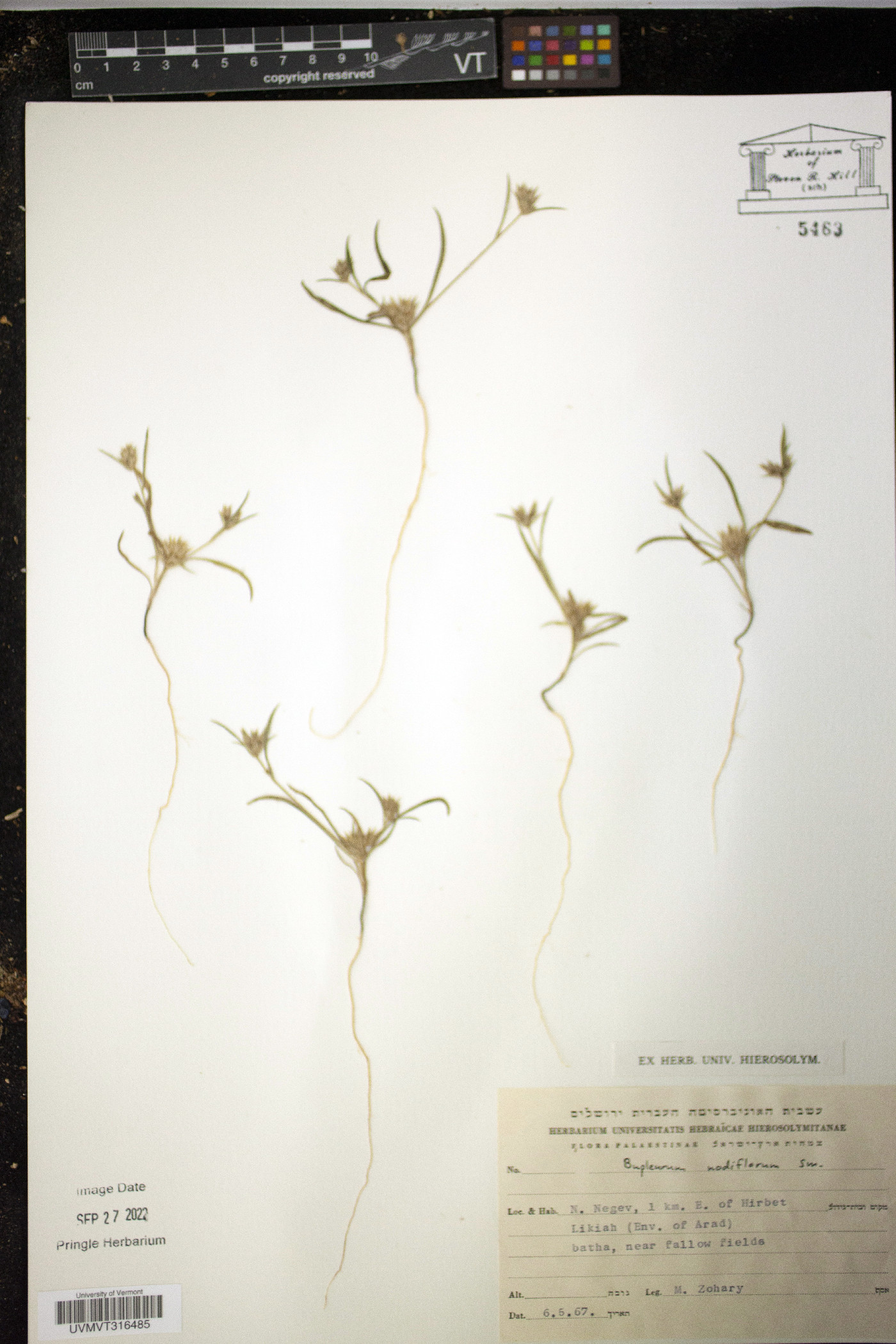 Bupleurum nodiflorum image