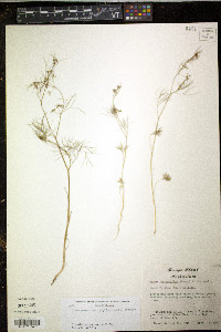 Cyclospermum leptophyllum image
