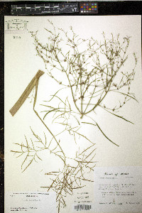 Cicuta bulbifera image