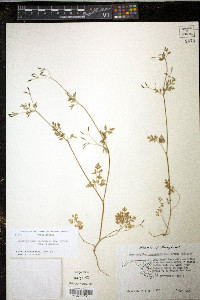 Chaerophyllum procumbens var. procumbens image