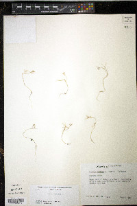 Cuminum cyminum image