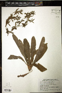 Eryngium foetidum image