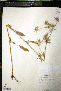 Eryngium hookeri image
