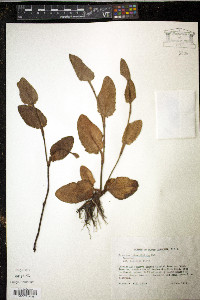 Eryngium integrifolium image