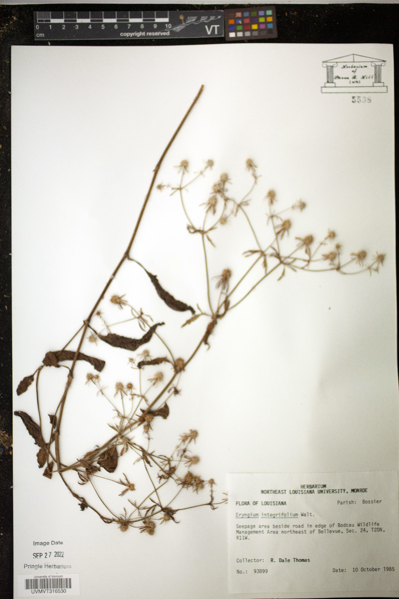 Eryngium integrifolium image