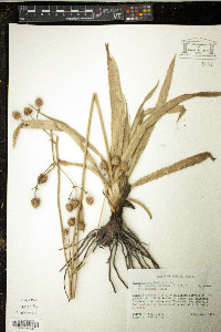Eryngium yuccifolium image