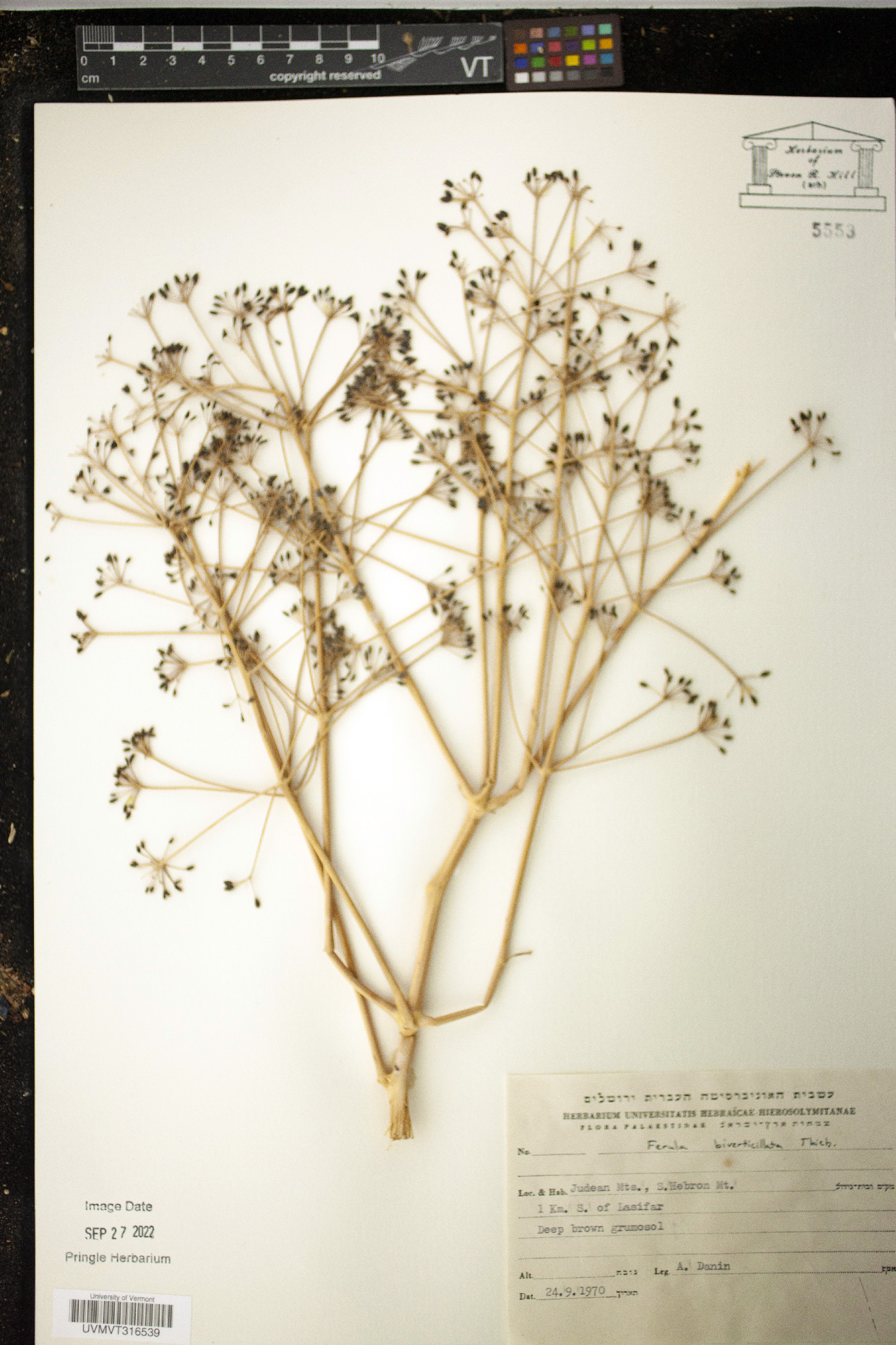 Ferula biverticillata image