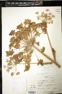 Heracleum maximum image