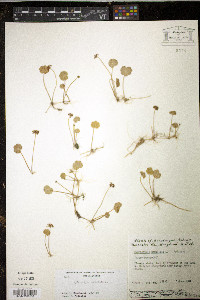Hydrocotyle umbellata image