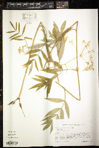 Oxypolis rigidior image