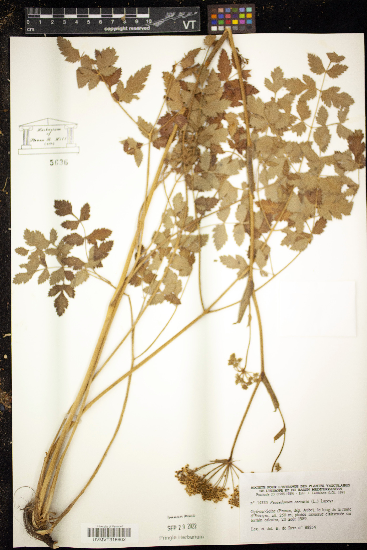 Peucedanum cervaria image