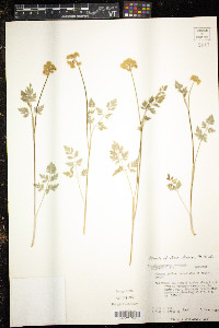 Pseudocymopterus montanus image