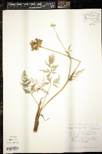 Pseudocymopterus montanus image