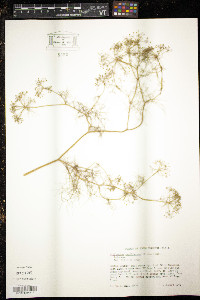 Ptilimnium capillaceum image