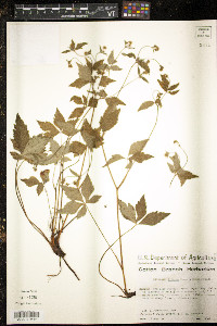 Sanicula liberta image