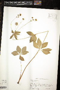 Sanicula marilandica image