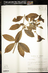 Allamanda cathartica image