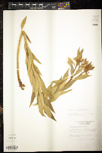 Amsonia illustris image