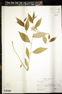 Amsonia tabernaemontana image