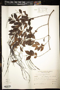 Forsteronia glabrescens image