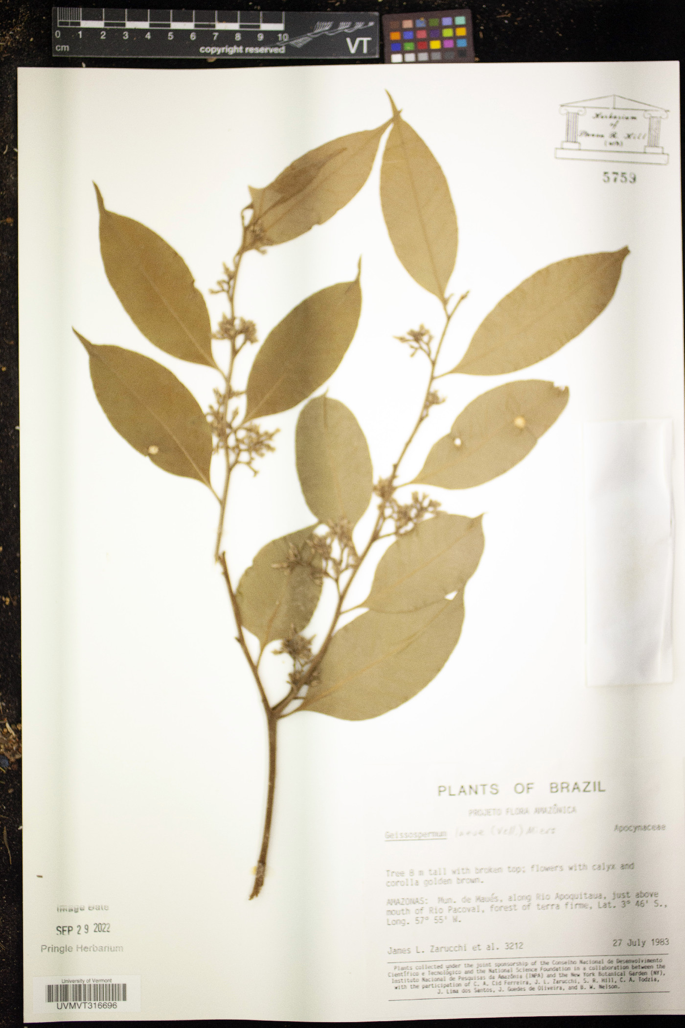 Geissospermum laeve image