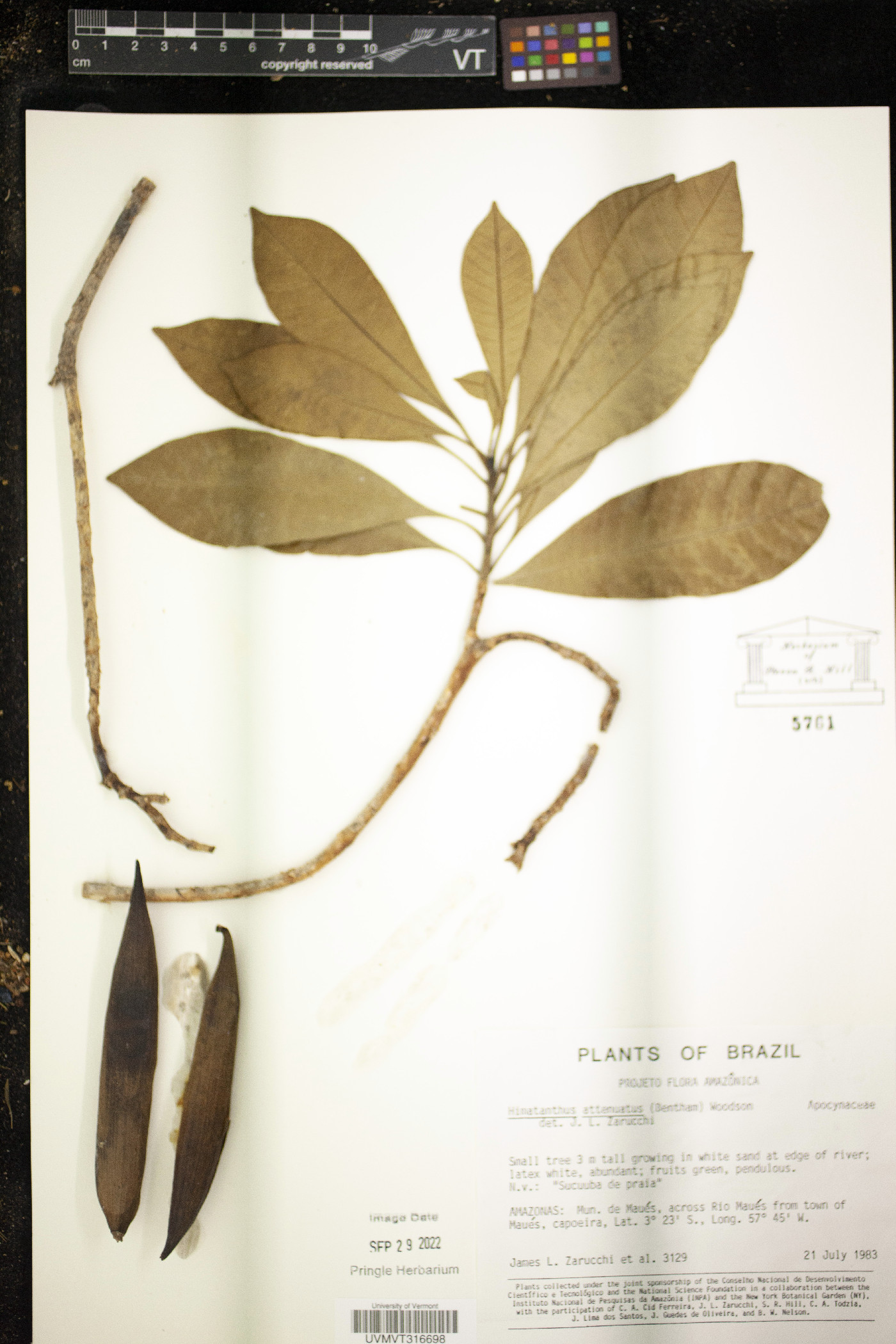 Himatanthus attenuatus image