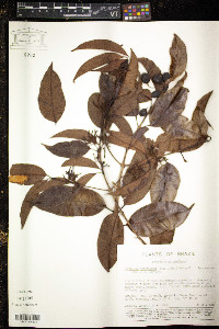 Lacmellea arborescens image