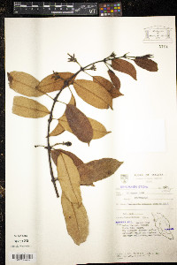 Leuconotis griffithii image