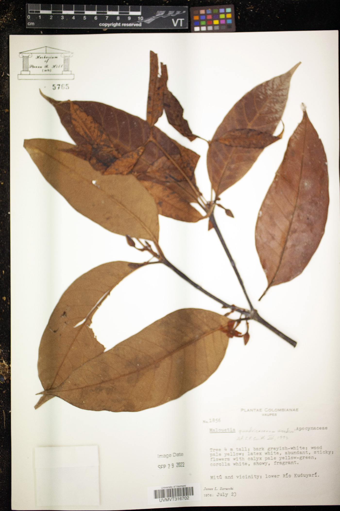 Malouetia quadricasarum image