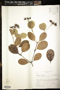 Media resource of Molongum lucidum