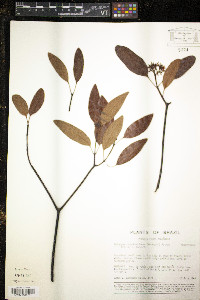 Molongum zschokkeiforme image