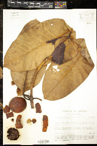 Mucoa duckei image