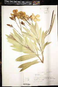 Nerium oleander image