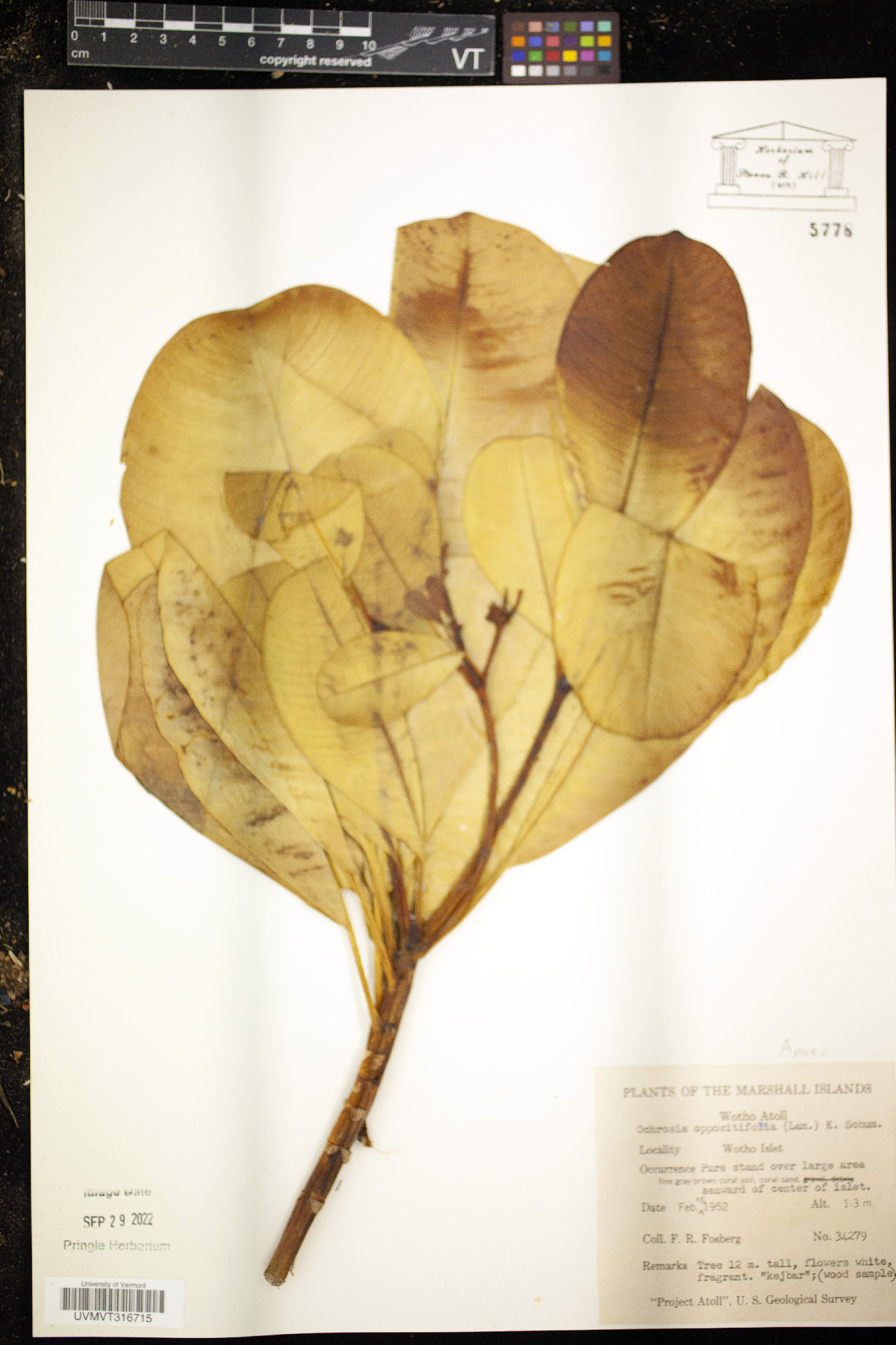 Ochrosia oppositifolia image