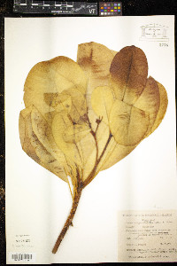 Ochrosia oppositifolia image
