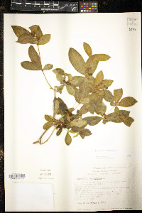 Rauvolfia tetraphylla image