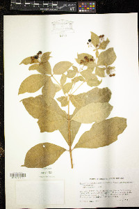 Rauvolfia viridis image