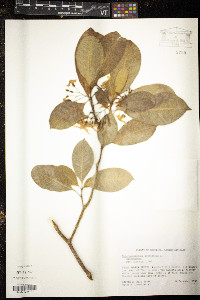Tabernaemontana citrifolia image