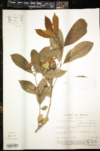 Tabernaemontana pandacaqui image