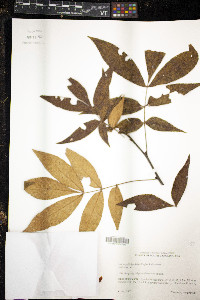 Carya pallida image