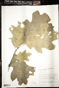 Quercus ellipsoidalis image