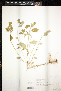 Euphorbia heterophylla image