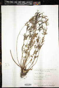 Teucrium cubense image