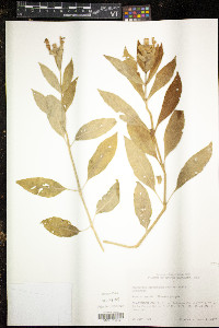 Macbridea caroliniana image