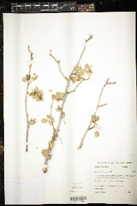 Ribes aureum image