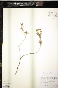 Kalmia polifolia image