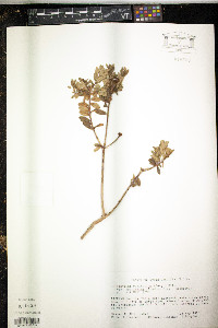 Kalmia buxifolia image